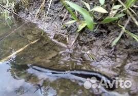 Пиявки для рыбалки