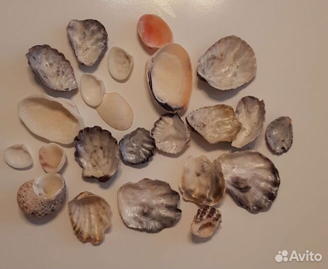 Морские ракушки