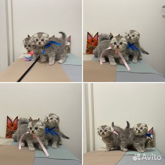 Шотландские котята