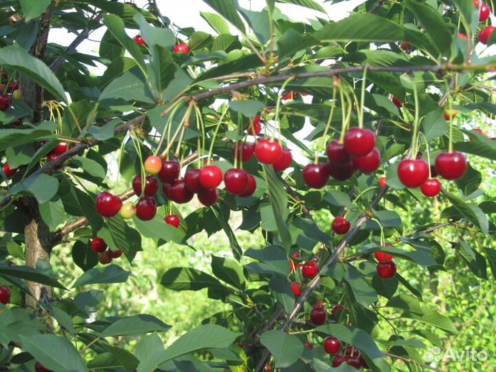 Саженцы Питомник растений 