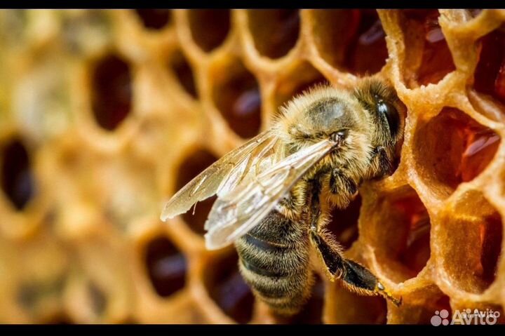 Ульи для пчел бу