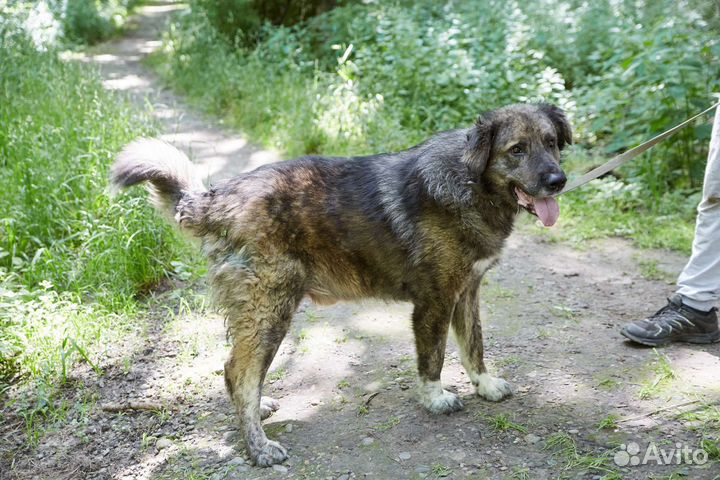 В добрые руки крупный лохматый пёс Гризли