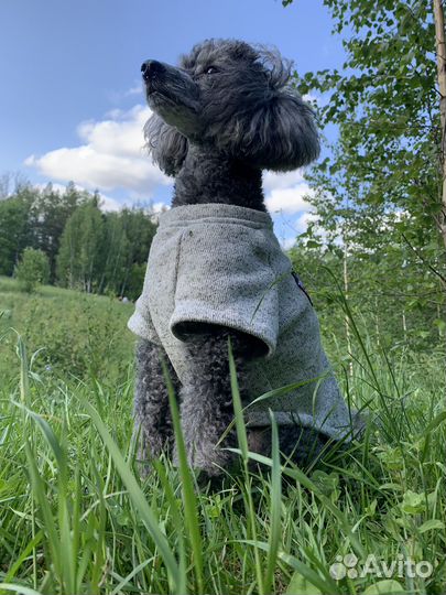 Нужен Догситтер