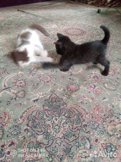 Котята