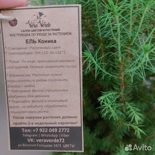 Ель Доставка растений Тюмень