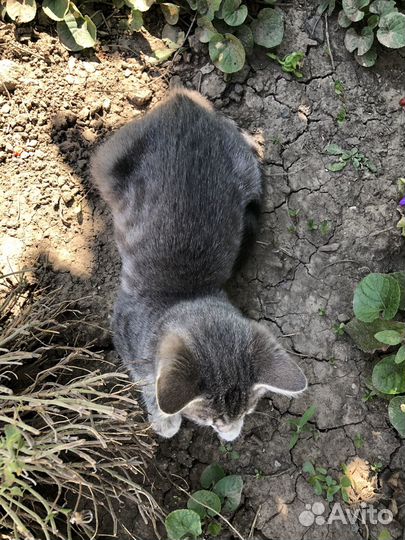 Кошечка в добрые руки