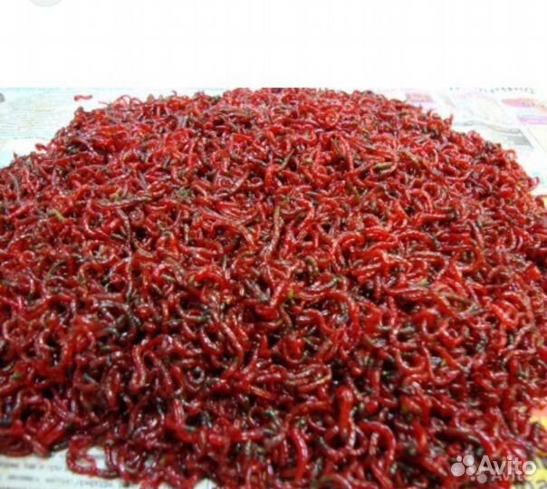 Рыба Мотыль