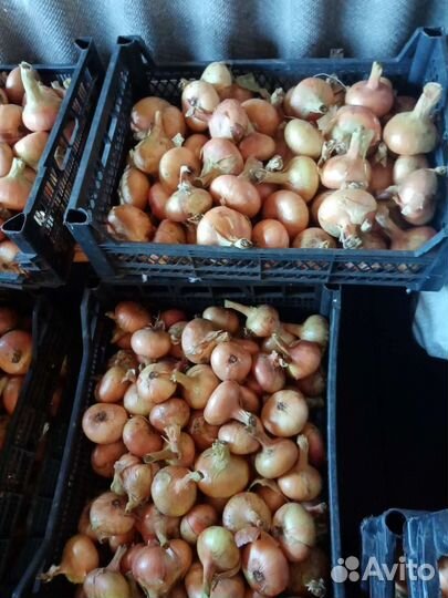 Лук домашний