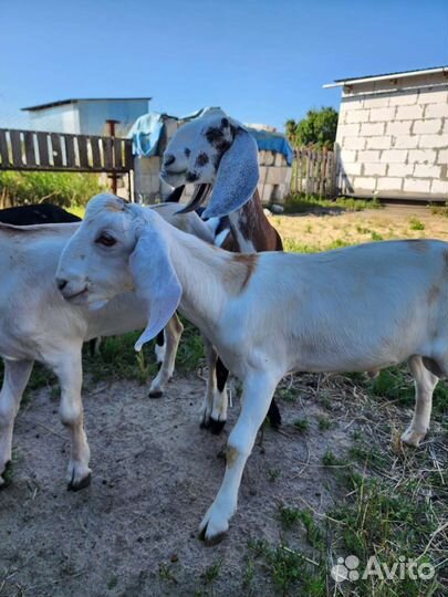 Нубийский козлик