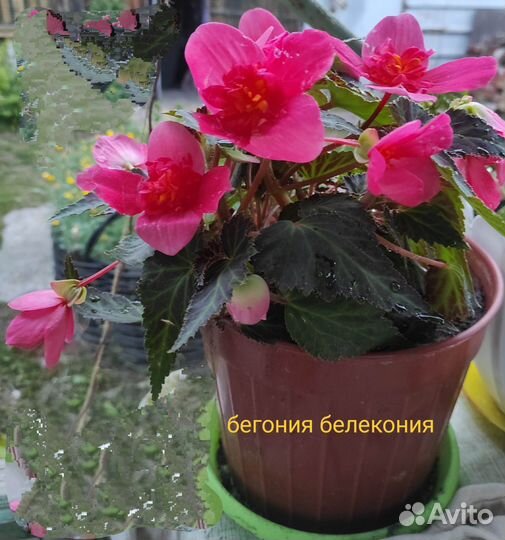 Бегония беллекония роуз