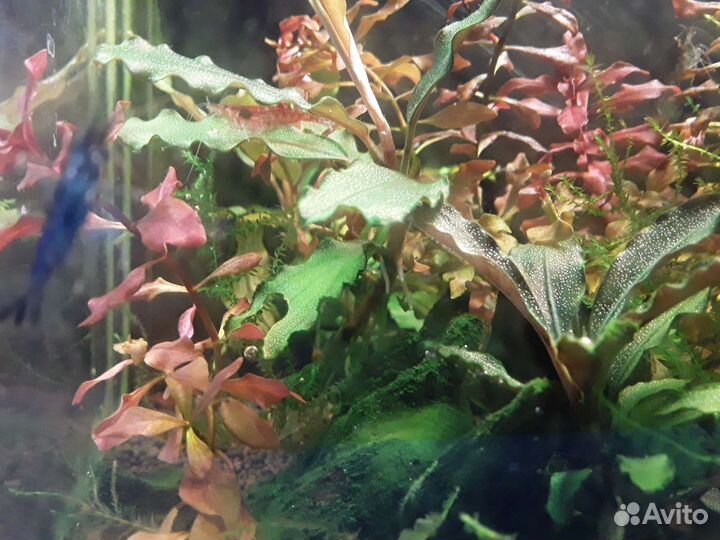 Лимонник людвигия супер рэд мини креветки черри