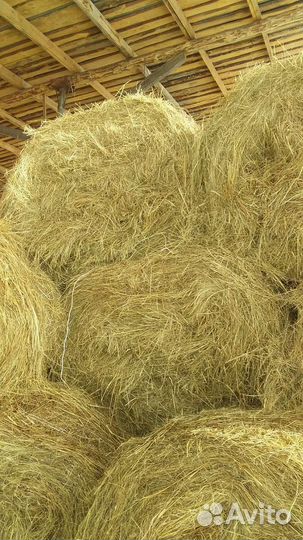 Продам сено в рулонах