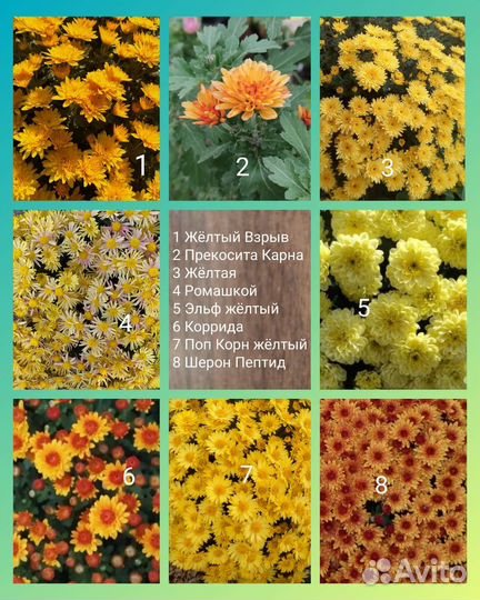 Хризантемы мультифлора