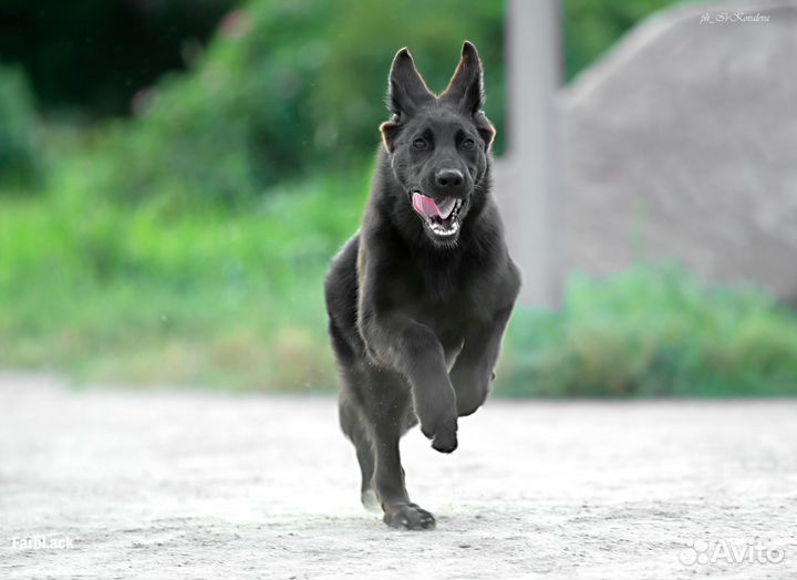 Черные щенки немецких овчарок