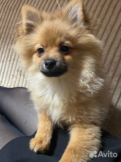 Шпиц-мальчик