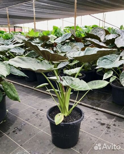 Алоказия венти