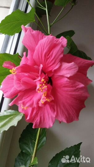 Черенок Гибискус розовый махровый Греция