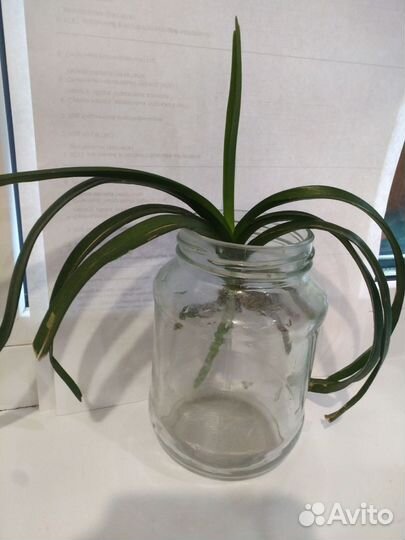 Орхидеи ванда 2 шт