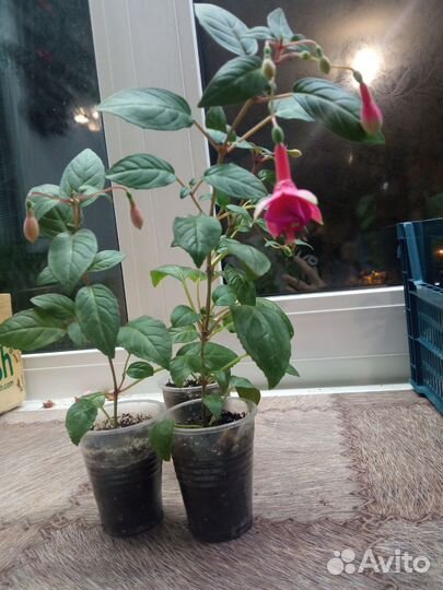 Фуксии кустовые и ампельные