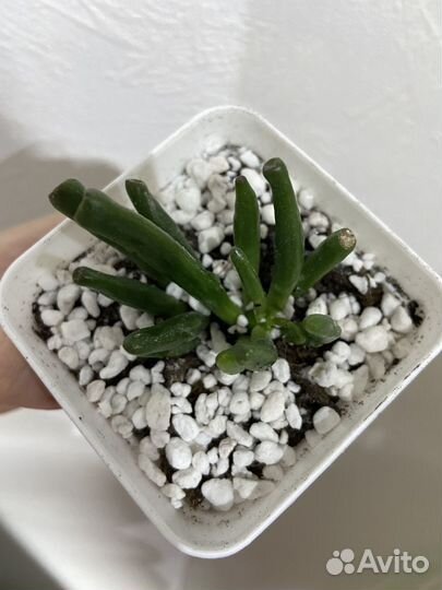 Крассула Хоббит