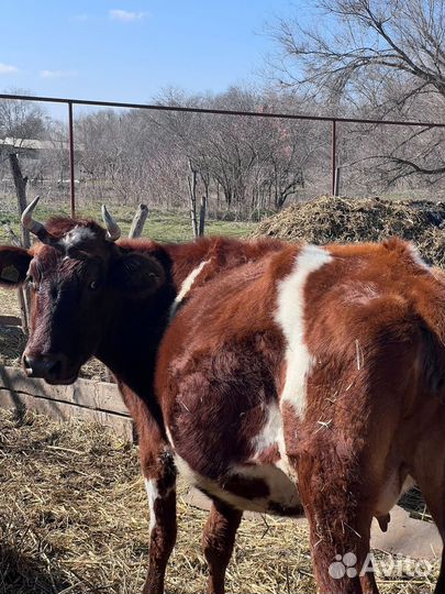 Корова стельная и тёлочки