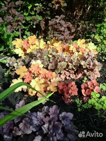 Многолетники