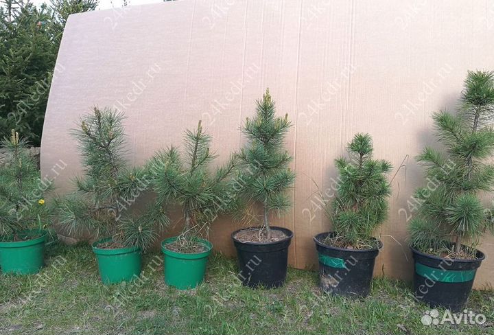 Саженцы сибирского кедра