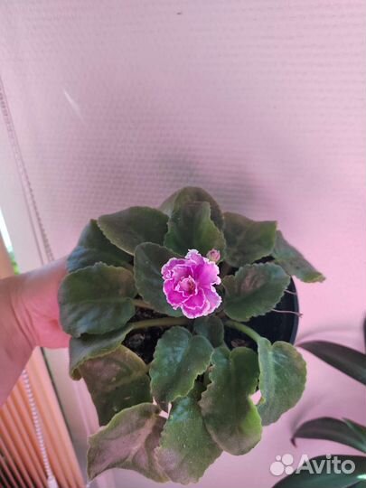 Сортовые фиалки