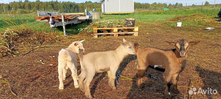 Камерунский козлик