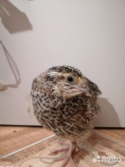 Перепела/перепелки