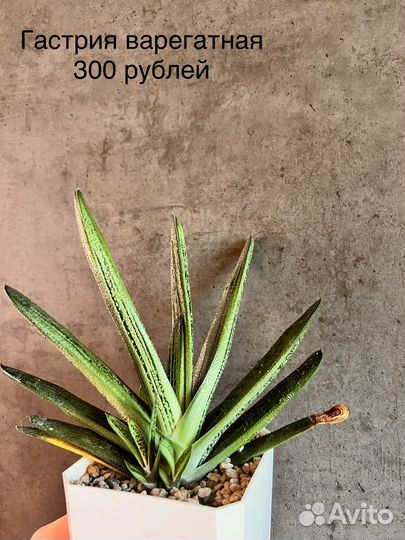 Цветы суккуленты