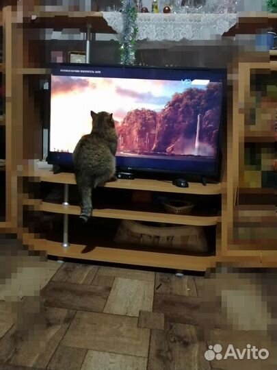 Кошечки в добрые руки