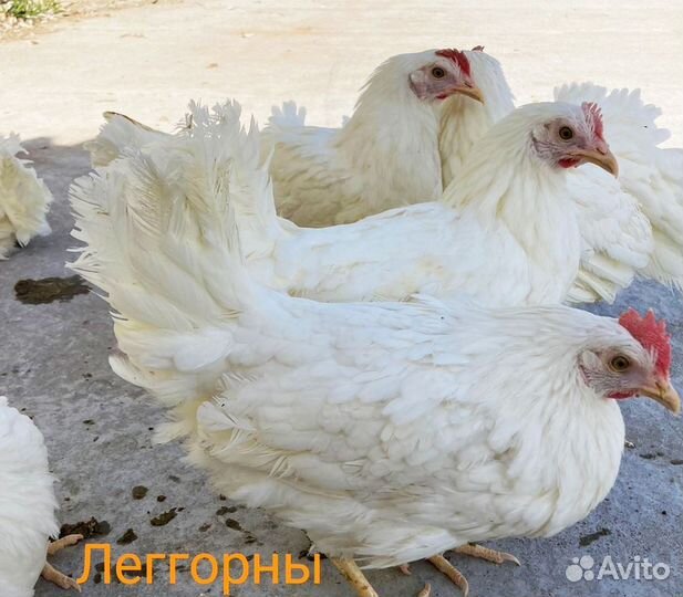 Куры молодки несушки