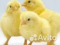 Вахта на птицефабрику в Ростовскую область Проезд