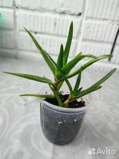 Крассула, алоэ