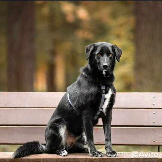 Собака в добрые руки