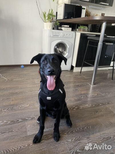 Передержка домашних животных