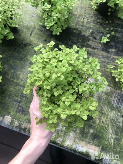 Мята, Розмарин, Тимьян, Шалфей, Орегано, Мелисса