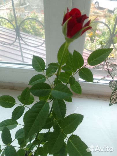 Роза комнатная