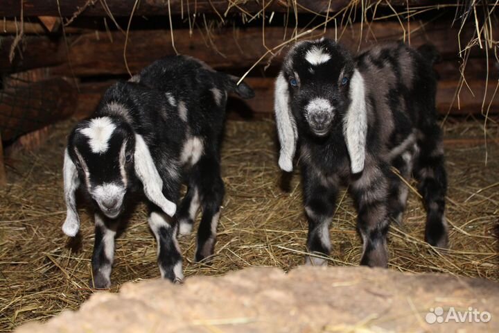 Нубийские козлята