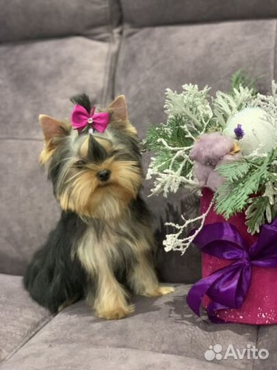 Йоркширский терьер