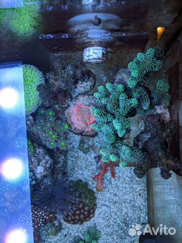 Морские кораллы, аквариум