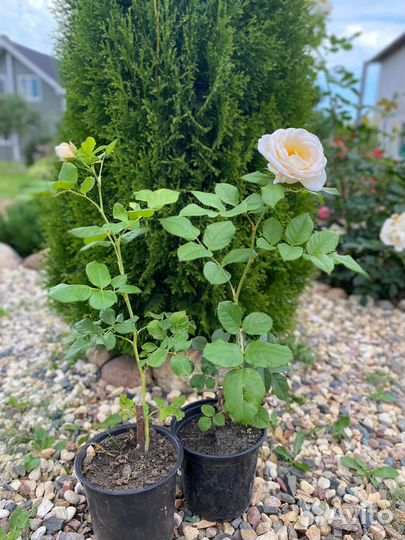 Саженцы роз, туй