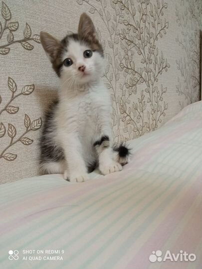 Красивый котик ищет дом