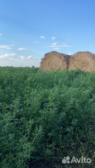 Люцерна в тюках