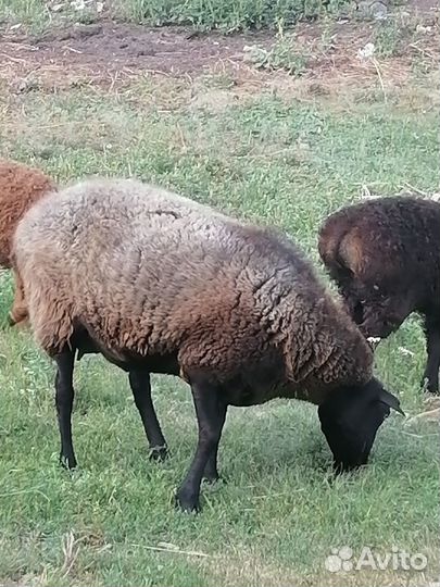 Курдючные бараны овцы