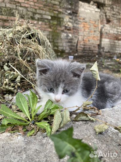 Кошечка с котенком в добрые ручки