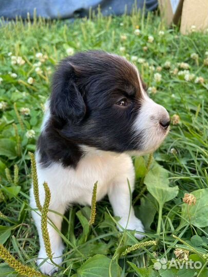 Собака в добрые руки отдам бесплатно