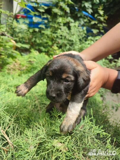 Собаки в дар бесплатно