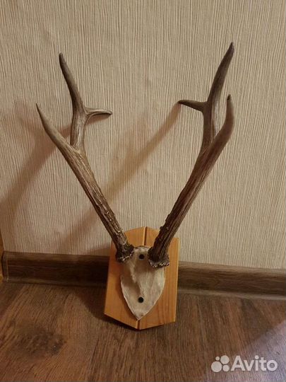 Рога горной козы из Сибири